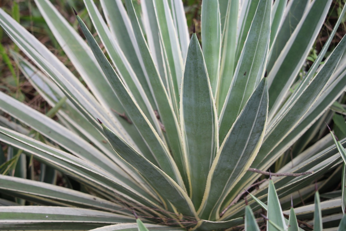 Yucca